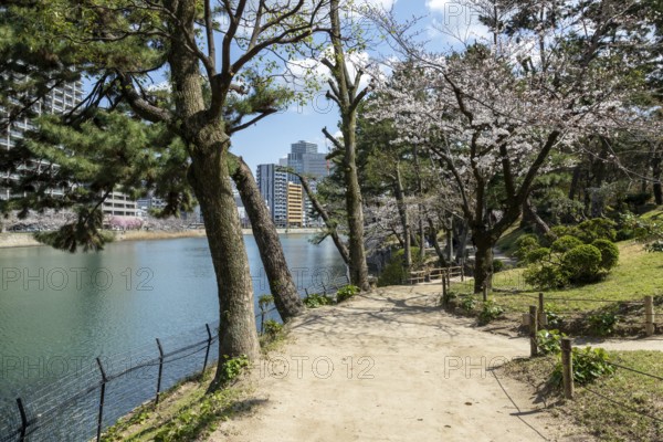 Kyobashi-gawa river and path in Shukkei-en with blossoming cherry trees in spring, Sakura, historical Japanese strolling garden, Japanese garden, green area, tourist attraction, sight, Naka-ku, Hiroshima, Japan