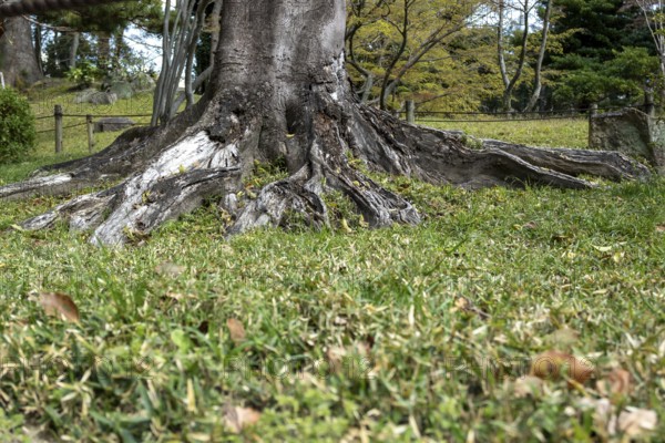 Close-up of an old tree root in the Shukkei-en, historical Japanese strolling garden, Japanese garden, green area, tourist attraction, sight, Naka-ku, Hiroshima, Japan