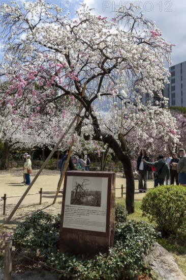 Shukkei-en with memorial stone to the atomic bombing and blossoming cherry tree in spring, Sakura, historical Japanese strolling garden, Japanese garden, green area, tourist attraction, sight, Naka-ku, Hiroshima, Japan