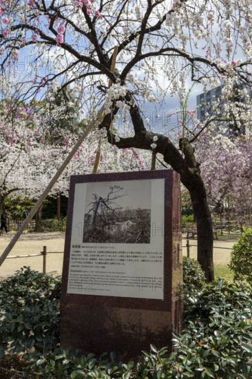 Shukkei-en with memorial stone to the atomic bombing and blossoming cherry tree in spring, Sakura, historical Japanese strolling garden, Japanese garden, green area, tourist attraction, sight, Naka-ku, Hiroshima, Japan