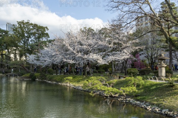 Shukkei-en with green plants, blossoming cherry trees, sakura, and Takuei-chi pond in spring, historical Japanese strolling garden, Japanese garden, green area, tourist attraction, sight, Naka-ku, Hiroshima, Japan