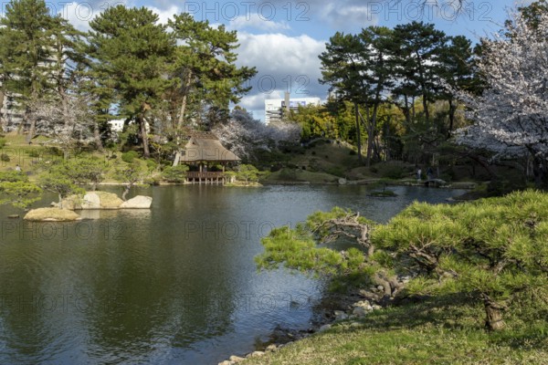 Shukkei-en with green plants, blossoming cherry trees, sakura, and Takuei-chi pond in spring, historical Japanese strolling garden, Japanese garden, green area, tourist attraction, sight, Naka-ku, Hiroshima, Japan
