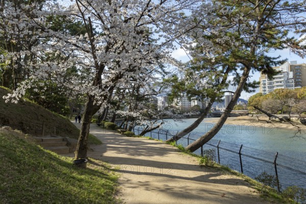 Kyobashi-gawa river and Shukkei-en with blossoming cherry trees, sakura in spring, historical Japanese strolling garden, Japanese garden, green area, tourist attraction, sight, Naka-ku, Hiroshima, Japan