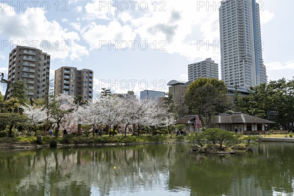 Shukkei-en with blossoming cherry trees, sakura, and Takuei-chi pond in spring, historic Japanese strolling garden, Japanese garden, green area, tourist attraction, sight, Naka-ku, Hiroshima, Japan