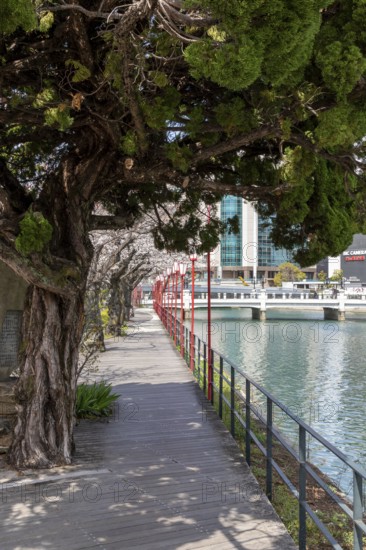 Tourist attraction, landmark, gnarled tree and blossoming cherry trees on the waterfront, Sakura, behind it modern architecture and historic Enkobashi stone bridge over the Enko River, Enko-bashi Bridge, built in 1926, restored in 2016 for the 70th anniversary of the atomic bombing, Enkobashicho, Minami Ward, Hiroshima, Japan