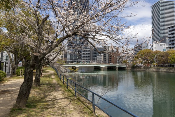 Tourist attraction, sight, blossoming cherry trees, sakura on the promenade along the Enko River, Enkobashicho, Minami Ward, Hiroshima, Japan