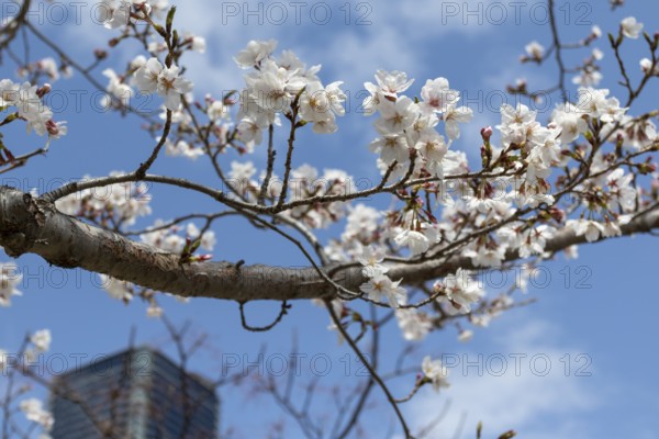 Tourist attraction, sight, close-up, branch with blossoms in front of blue sky, blossoming cherry trees, Sakura in Hiroshima, Japan