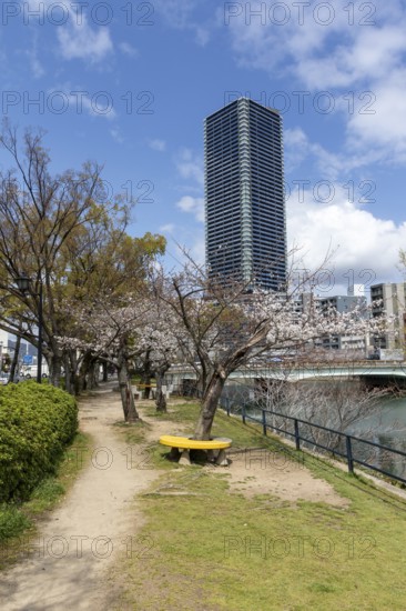 Tourist attraction, sight, blossoming cherry trees, sakura on the promenade along the Enko River, Enkobashicho, Minami Ward, Hiroshima, Japan