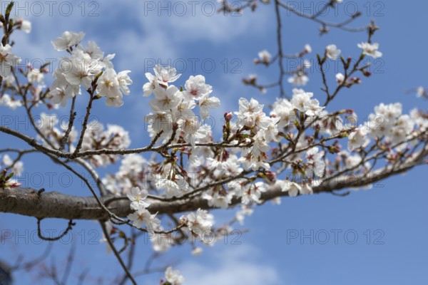 Tourist attraction, sight, close-up, branch with blossoms in front of blue sky, blossoming cherry trees, Sakura in Hiroshima, Japan