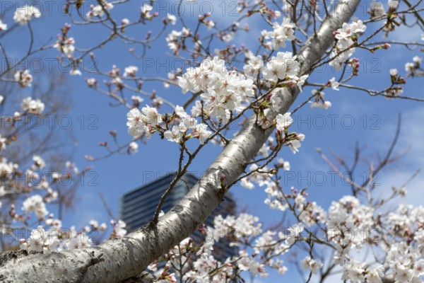 Tourist attraction, sight, close-up, branch with blossoms in front of blue sky, blossoming cherry trees, Sakura in Hiroshima, Japan