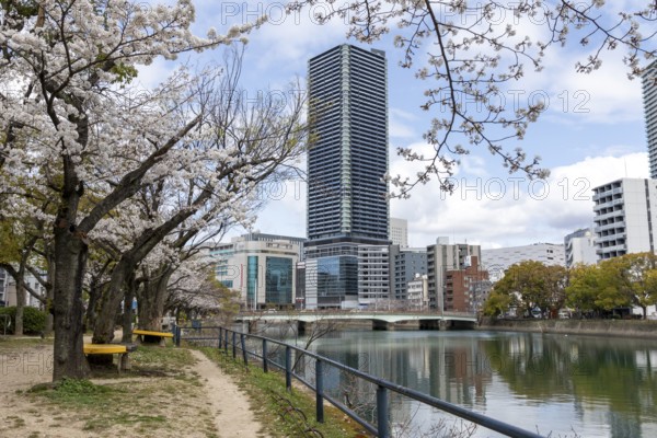 Tourist attraction, sight, blossoming cherry trees, sakura on the promenade along the Enko River, Enkobashicho, Minami Ward, Hiroshima, Japan