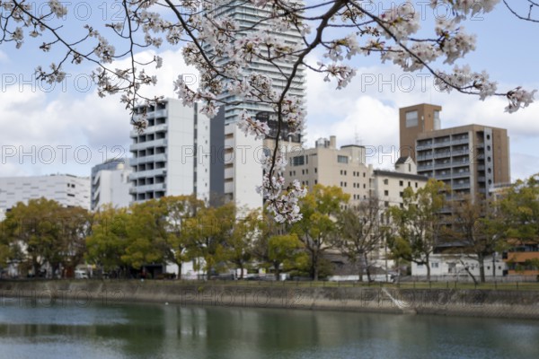 Tourist attraction, sight, blossoming cherry trees, sakura on the promenade along the Enko River, Enkobashicho, Minami Ward, Hiroshima, Japan