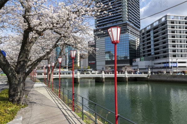 Tourist attraction, landmark, lanterns and blossoming cherry trees on the promenade, Sakura, modern architecture and historic Enkobashi stone bridge over the Enko River, Enko-bashi Bridge, built in 1926, restored in 2016 for the 70th anniversary of the atomic bombing, Enkobashicho, Minami Ward, Hiroshima, Japan