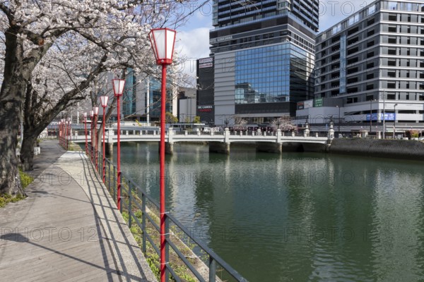 Tourist attraction, landmark, lanterns and blossoming cherry trees on the promenade, Sakura, modern architecture and historic Enkobashi stone bridge over the Enko River, Enko-bashi Bridge, built in 1926, restored in 2016 for the 70th anniversary of the atomic bombing, Enkobashicho, Minami Ward, Hiroshima, Japan