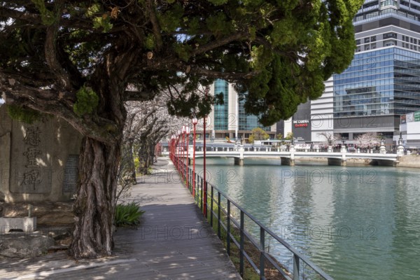 Tourist attraction, landmark, gnarled tree and blossoming cherry trees on the waterfront, Sakura, behind it modern architecture and historic Enkobashi stone bridge over the Enko River, Enko-bashi Bridge, built in 1926, restored in 2016 for the 70th anniversary of the atomic bombing, Enkobashicho, Minami Ward, Hiroshima, Japan