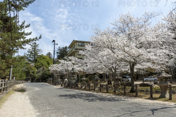 Toro, Japanese stone lanterns and blossoming church trees, Sakura, sight, tourist attraction, UNESCO World Heritage Site, Itsukushima Shrine, Miyajima Island, Hatsukaichi, Hiroshima Prefecture, Japan