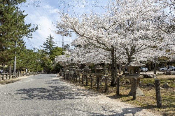 Toro, Japanese stone lanterns and blossoming church trees, Sakura, sight, tourist attraction, UNESCO World Heritage Site, Itsukushima Shrine, Miyajima Island, Hatsukaichi, Hiroshima Prefecture, Japan