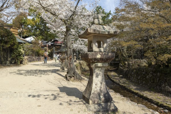 Toro, Japanese stone lanterns and blossoming church trees, Sakura, sight, tourist attraction, UNESCO World Heritage Site, Itsukushima Shrine, Miyajima Island, Hatsukaichi, Hiroshima Prefecture, Japan
