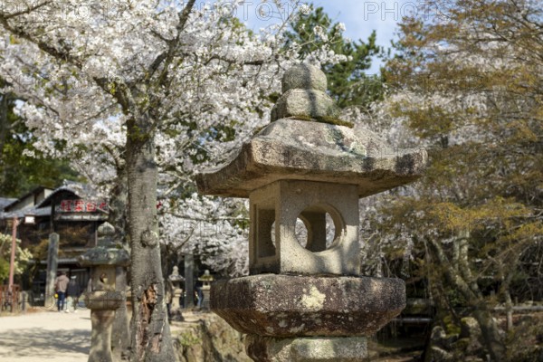Toro, Japanese stone lanterns and blossoming church trees, Sakura, sight, tourist attraction, UNESCO World Heritage Site, Itsukushima Shrine, Miyajima Island, Hatsukaichi, Hiroshima Prefecture, Japan