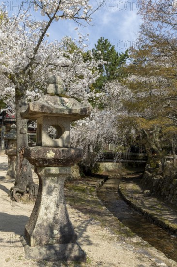Toro, Japanese stone lanterns and blossoming church trees, Sakura, sight, tourist attraction, UNESCO World Heritage Site, Itsukushima Shrine, Miyajima Island, Hatsukaichi, Hiroshima Prefecture, Japan