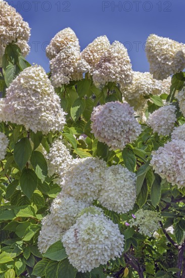 Panicle hydrangea (Hydrangea paniculata), Dornbirn, Vorarlberg, Austria