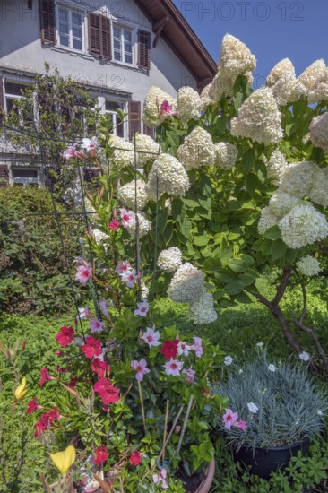 Garden with panicle hydrangea (Hydrangea paniculata), and Mandevilla sp. - Rocktrumpet, Dornbirn, Vorarlberg, Austria