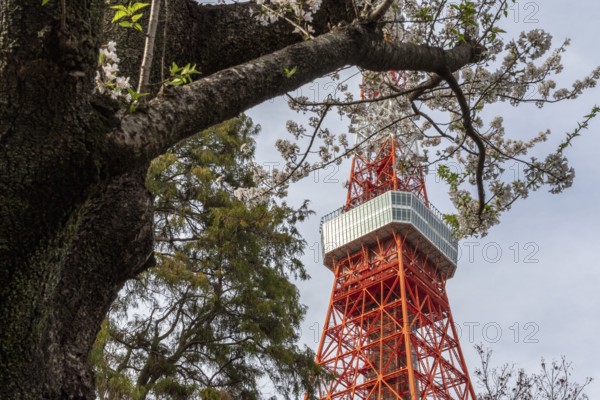 Sightseeing, tourist attraction, Tokyo Tower and first cherry blossoms on a tree, Sakura in Shiba Park, Shibakoen, public park in Minato City district, Tokyo, Japan