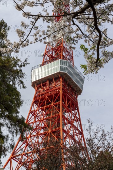 Sightseeing, tourist attraction, Tokyo Tower and first cherry blossoms on a tree, Sakura in Shiba Park, Shibakoen, public park in Minato City district, Tokyo, Japan