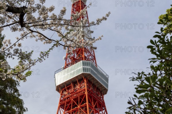 Sightseeing, tourist attraction, Tokyo Tower and first cherry blossoms on a tree, Sakura in Shiba Park, Shibakoen, public park in Minato City district, Tokyo, Japan