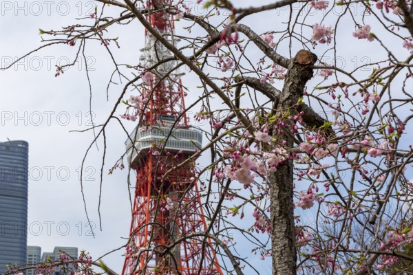 Sightseeing, tourist attraction, Tokyo Tower and first cherry blossoms on a tree, Sakura in Shiba Park, Shibakoen, public park in Minato City district, Tokyo, Japan