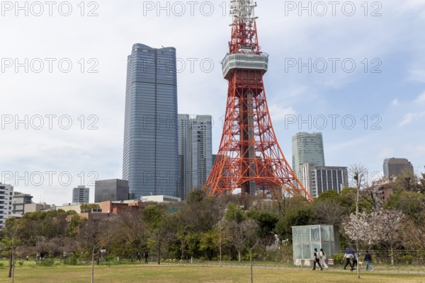 Sightseeing, tourist attraction, Tokyo Tower and first cherry blossoms on a tree, Sakura in Shiba Park, Shibakoen, public park in Minato City district, Tokyo, Japan