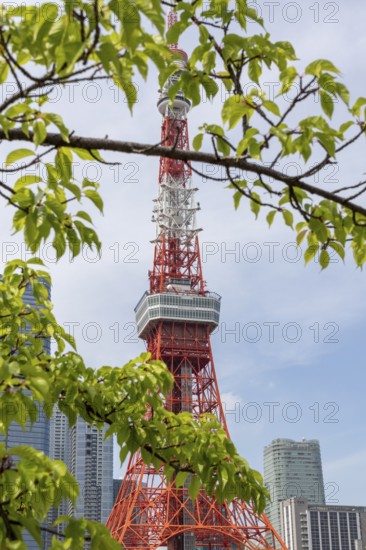 Landmark, tourist attraction, branches with green leaves and Tokyo Tower, Minato City, Tokyo, Japan