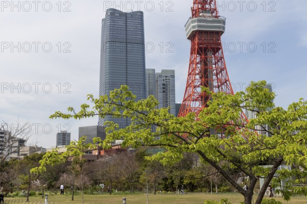 Landmark, tourist attraction, tree with green leaves in spring and Tokyo Tower, Shiba Park, Shibakoen, public park in Minato City district, Tokyo, Japan