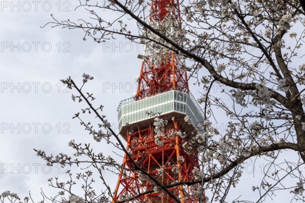 Sightseeing, tourist attraction, Tokyo Tower and first cherry blossoms on a tree, Sakura in Shiba Park, Shibakoen, public park in Minato City district, Tokyo, Japan