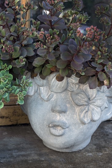 Sedum, Crassulaceae, German trivial names are stonecrop and stonecrop in flowerpot with face, Frauenzel, Allgäu, Bavaria, Germany