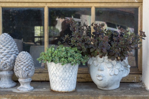 Sedum, thick-leaved plants (Crassulaceae), German trivial names are wall pepper and stonecrop in flower pots, Frauenzel, Allgäu, Bavaria, Germany