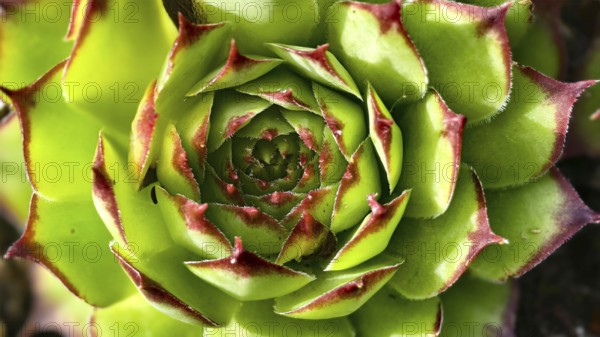 Detailed succulent with green and red leaves in rosette form, Niederhollabrunn Weinviertel Austria