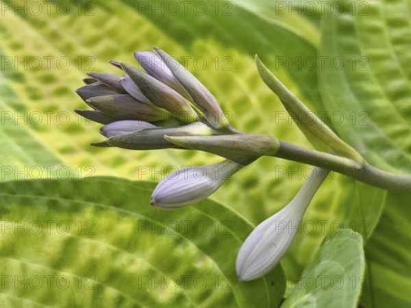 Close-up of a purple bud surrounded by green leaves with distinctive patterns, Niederhollabrunn Weinviertel Austria