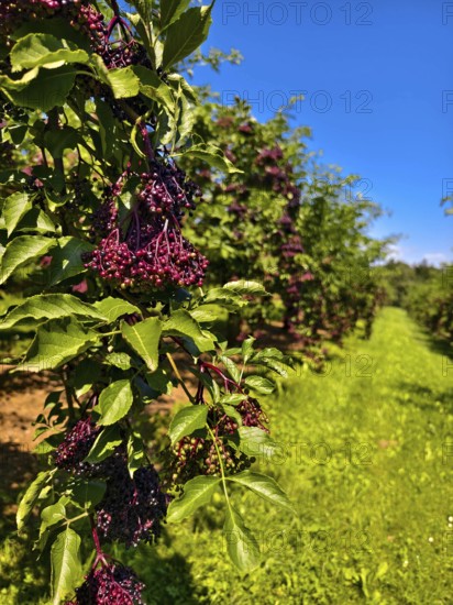 Lush elderberry bushes against a clear blue sky in a rural setting, Niederhollabrunn Weinviertel Austria