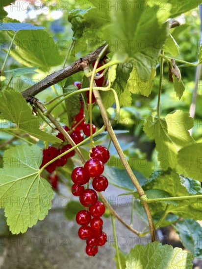 Red currant, currant, fruit, nutrition, food, nature, plant, plants, fruit, berry, food, healthy, meal, red, red-coloured, food