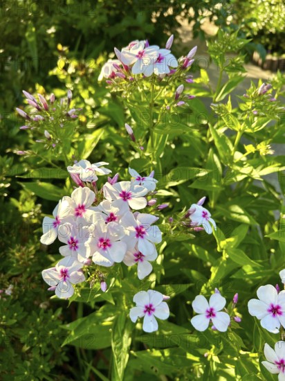 Phlox paniculata, Graf Zeppelin, pure white, blossom, blossoms, plant, plants, nature, fragrance, garden flower, flowers, flame flower, insect willow, blooms