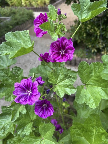 Mauritanian mallow, Malva sylvestris, plant, plants, perennial, perennials, natural medicine, dark purple, ornamental plant, ornamental plants, bee pasture, garden, nature, blossom, blossoms, healthy, health, flower, flowers, mallow, garden plant, alternative medicine, decoration