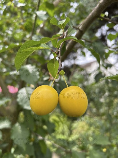 Mirabelle, mirabelle plum, mirabelle tree, plum variety, plant, plants, nature, food, fruit, nutrition