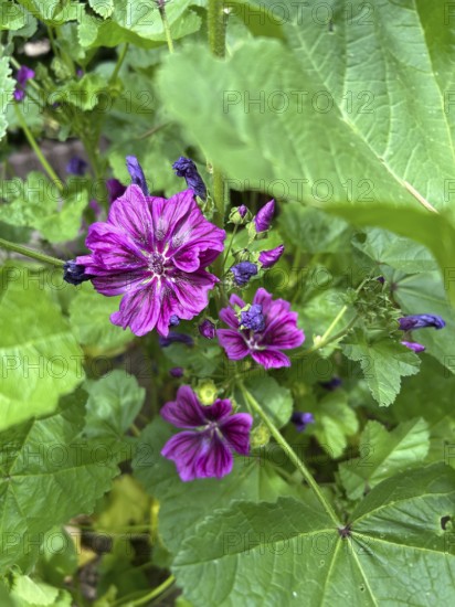 Mauritanian mallow, Malva sylvestris, plant, plants, perennial, perennials, natural medicine, dark purple, ornamental plant, ornamental plants, bee pasture, garden, nature, blossom, blossoms, healthy, health, flower, flowers, mallow, garden plant, alternative medicine, decoration