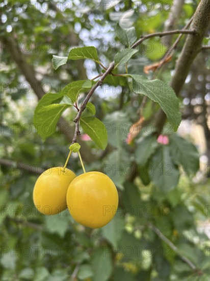 Mirabelle, mirabelle plum, mirabelle tree, plum variety, plant, plants, nature, food, fruit, nutrition