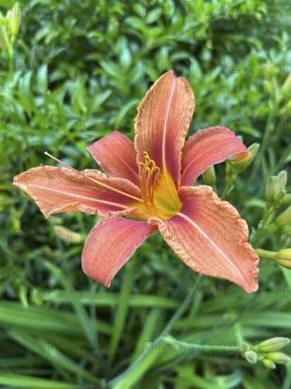 Daylily, hemerocallis, daylily, daylily family, plant, plants, flower, flowers, garden, garden plant, daylily blossom, nature, blossoms, blossoming, blossom, blossoms