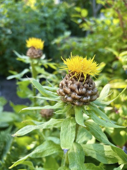 Giant knapweed, Centaurea macrocephala, perennial, yellow, bloom, blooms, blooming, garden, golden-yellow, large perennial, flower, flowers, plant, plants, nature, solitary plant, composite plant, garden plant, outdoor view