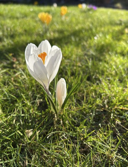 Crocus, blossom, flower, plant, plants, crocuses, crocus, ornamental plant, spring, spring messenger, blossoms, blossoming, flowering, iris plant, spring flower, early bloomer, plant genus