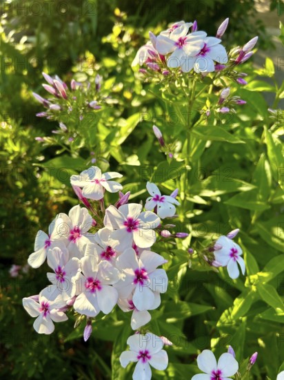 Phlox paniculata, Graf Zeppelin, pure white, blossom, blossoms, plant, plants, nature, fragrance, garden, flower, flowers, flame flower, insect willow, blooms