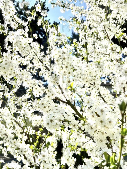 Mirabelle plum blossom, blossom, blossoming, blossoming, plant, umbel-like, spring, fruit, white, pure white, fragrance, mirabelle plum, mirabelle tree, tree, nutrition, food, plum variety, fruit, nature